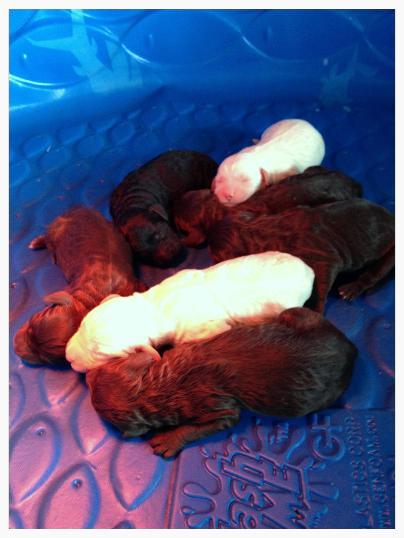 Newborn Puppies